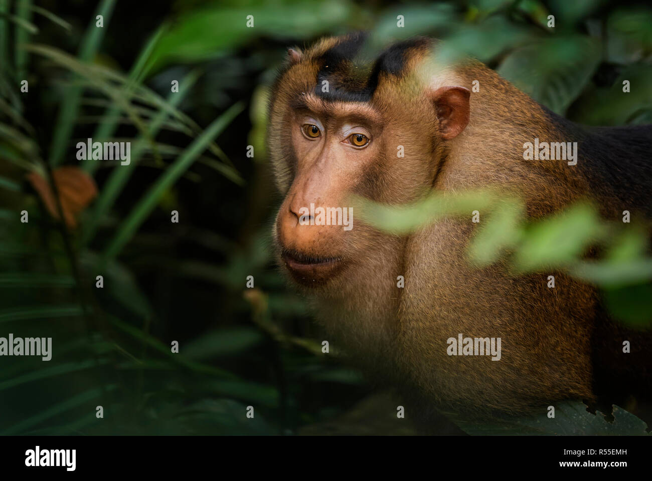 Southern Pig-tailed Macaque - Macaca nemestrina, large powerful macaque ...