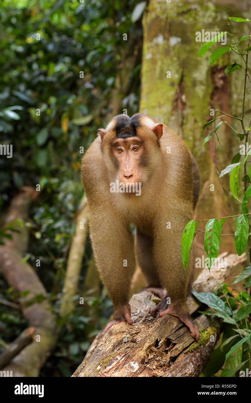 Southern Pig-tailed Macaque - Macaca nemestrina, large powerful macaque ...