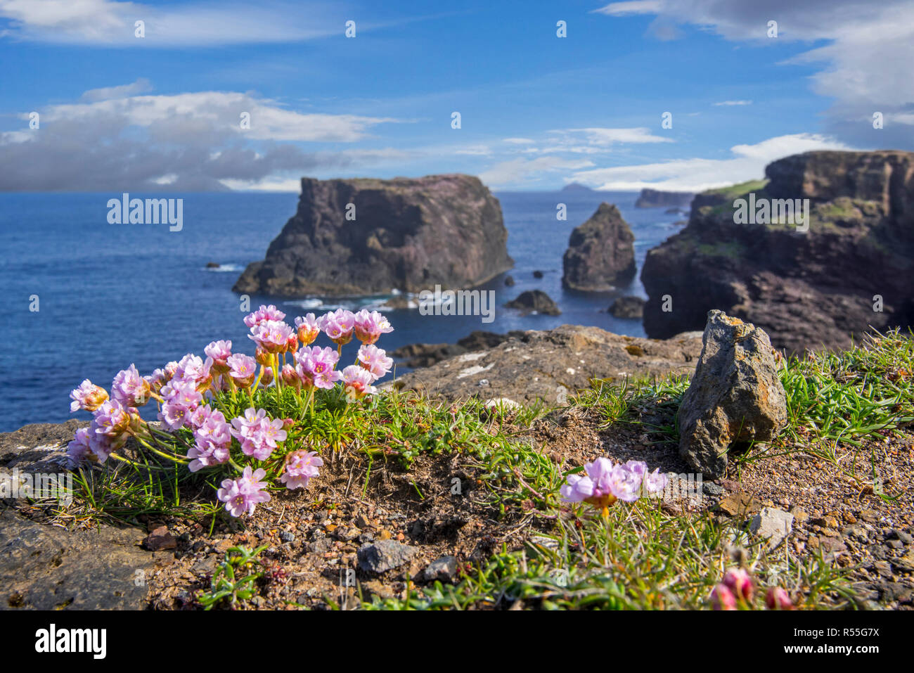Sea pink / sea thrift (Armeria maritima) in flower in spring on cliff top at Eshaness / Esha Ness, Northmavine, Mainland, Shetland Islands, Scotland Stock Photo