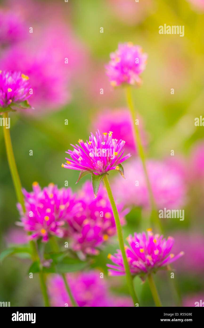 The background image of the colorful flowers Stock Photo - Alamy