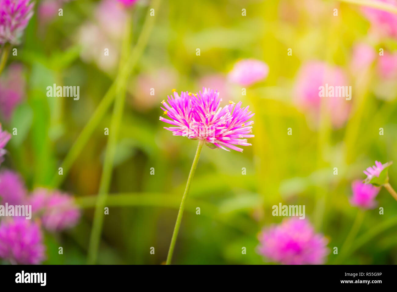The background image of the colorful flowers Stock Photo - Alamy