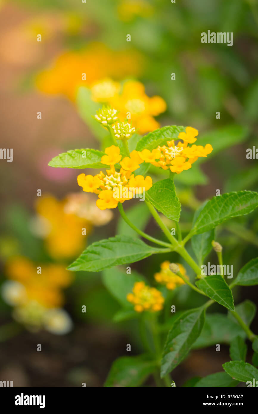 The background image of the colorful flowers Stock Photo - Alamy