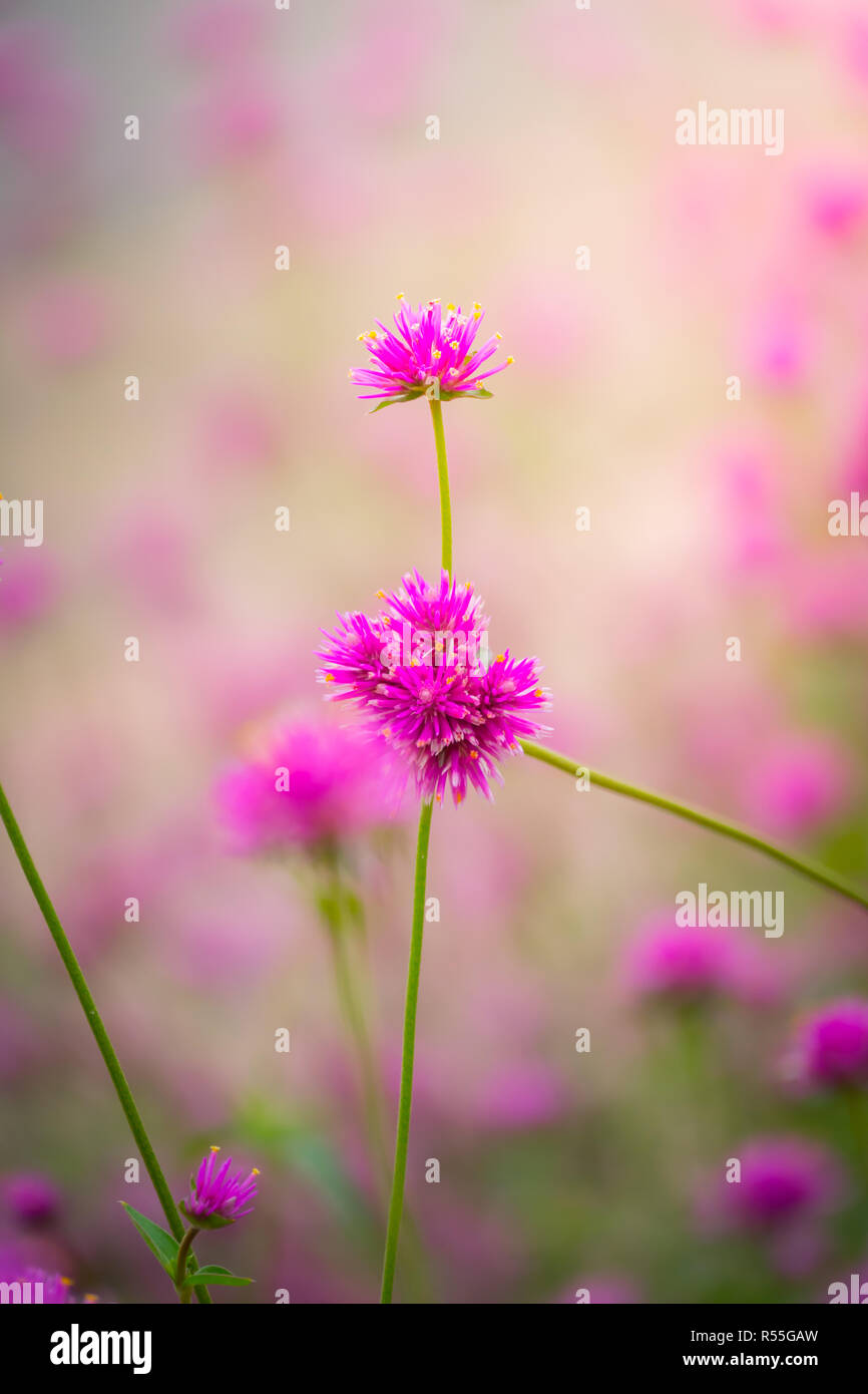 The background image of the colorful flowers Stock Photo - Alamy