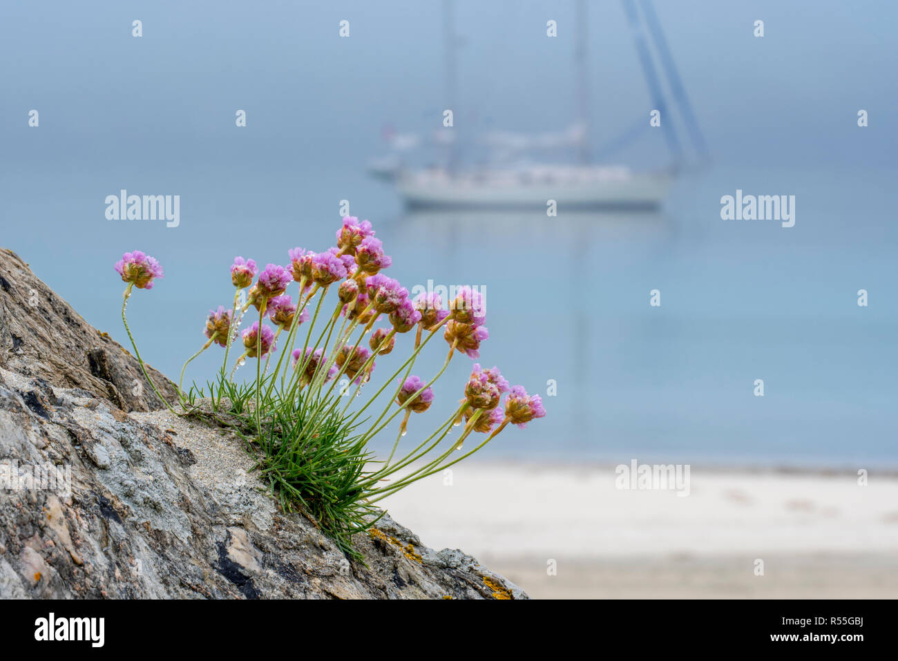 Sea thrift / sea pink (Armeria maritima) in flower and sailing boat anchored in the mist in front of sandy beach Stock Photo