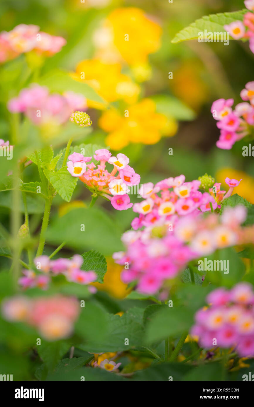 The background image of the colorful flowers Stock Photo - Alamy