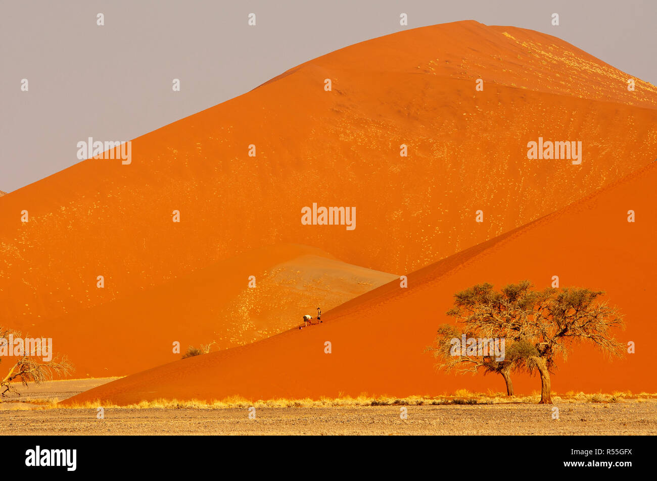 Tourists climbing Dune 45, Sossusvlei, Namib Naukluft Park, Namibia ...