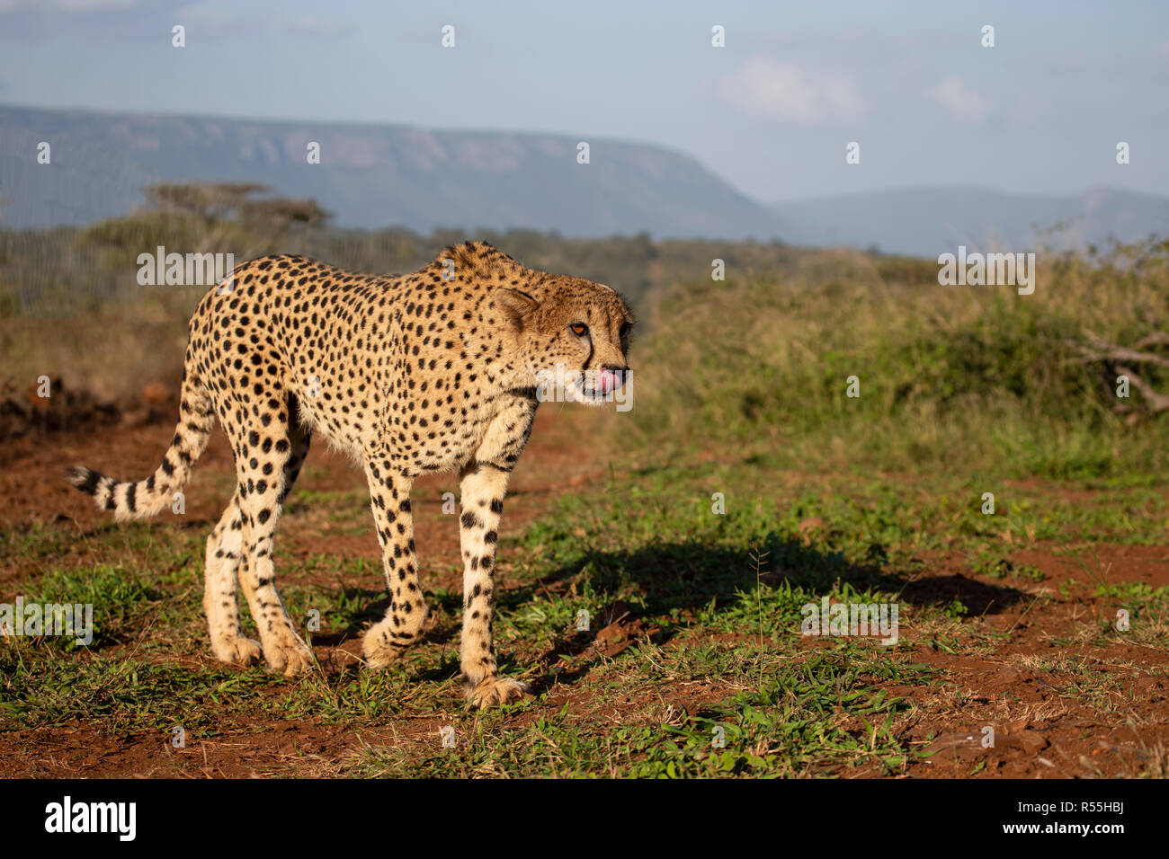 Eye level close up of a prowling cheetah Acinonyx jubatus on open grassland on the Zimanga private game reserve in South Africa Stock Photo