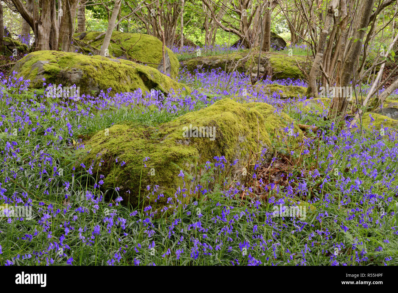 Blue bells in Parc Gelli woods near Tregarth in North Wales which is part of the Parc Gelli Hut Group and Ancient Fields Scheduled Ancient Monument. Stock Photo