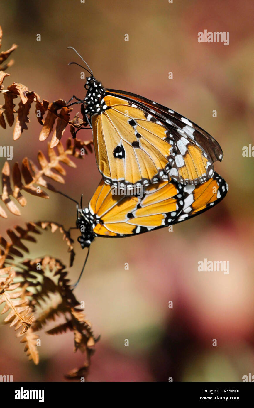 A mating pair of African monarch butterflies. Stock Photo
