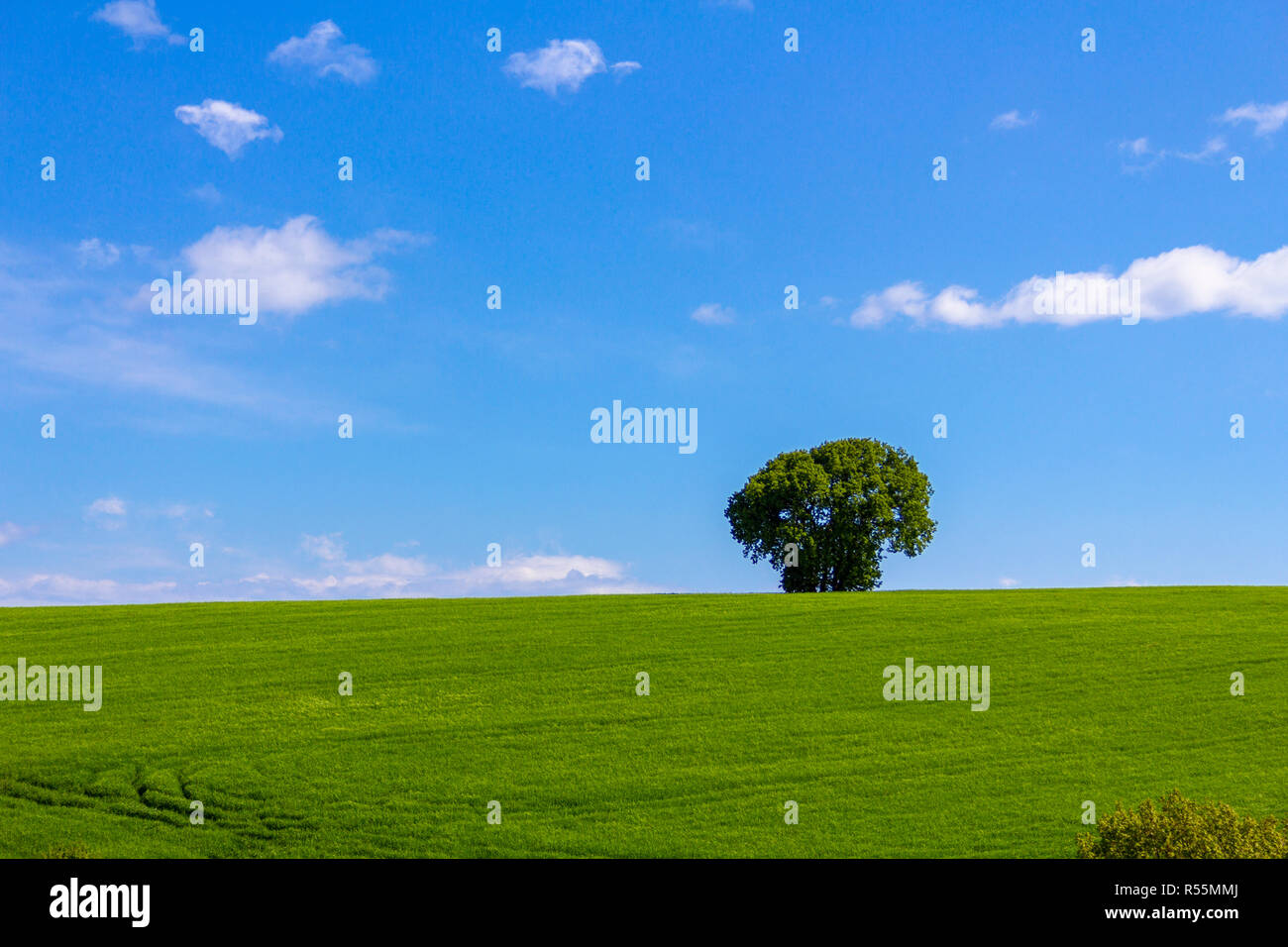 a green field and a single tree under the cloudy sky Stock Photo - Alamy