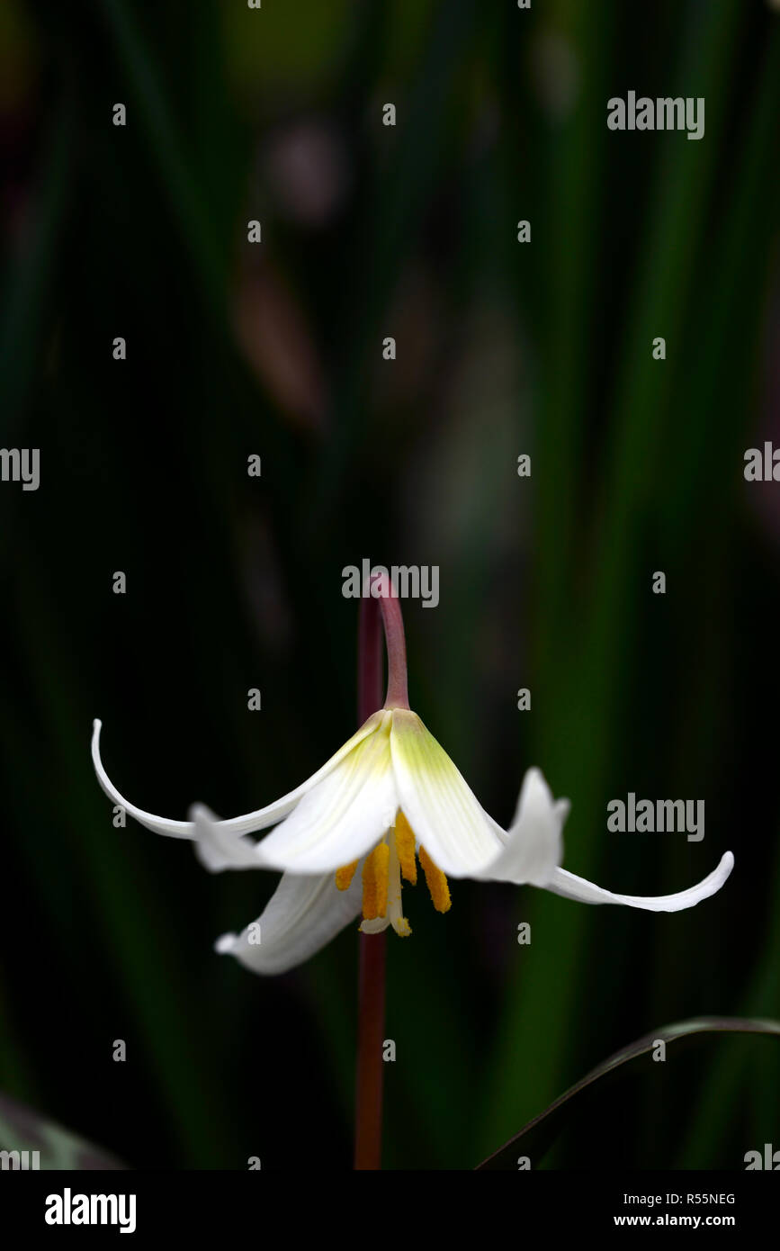 Erythronium oregonum, oregon fawn lily,fawn lilies,white,flower,flowers,flowering,shade,shaded,shady,wood,woodland,RM Floral Stock Photo