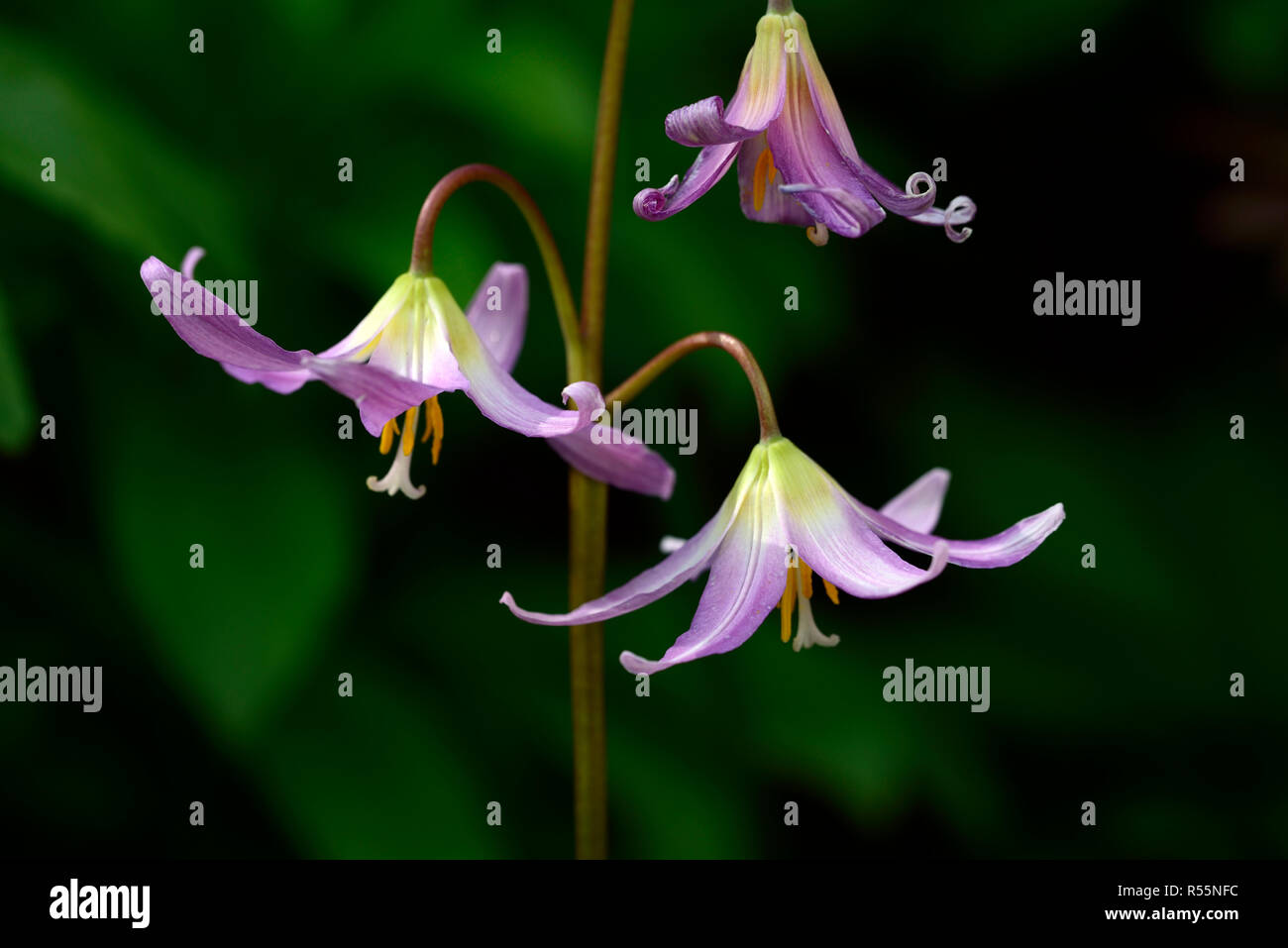 erythronium revolutum pink beauty,pink, flower, hybrid, fawn lily, dogstooth violet, spring, flowers, colors, colours,marbled foliage, leaves, RM Flor Stock Photo