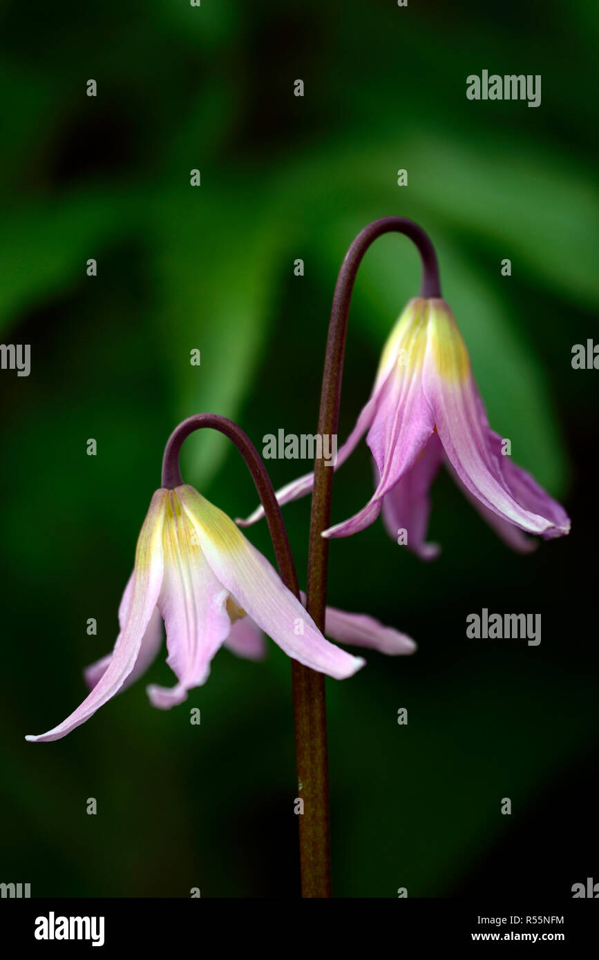 erythronium revolutum x howellii,pink, flower, hybrid, fawn lily, dogstooth violet, spring, flowers, colors, colours,marbled foliage, leaves, RM Flora Stock Photo