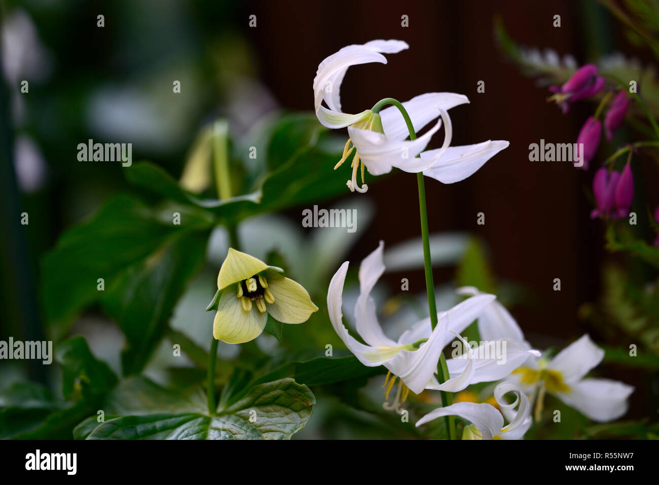 Trillium erectum,cream colored variant,Red Trillium,Wake-robin,Erythronium oregonum, oregon fawn lily,fawn lilies,white,flower,flowers,spring,shade,sh Stock Photo