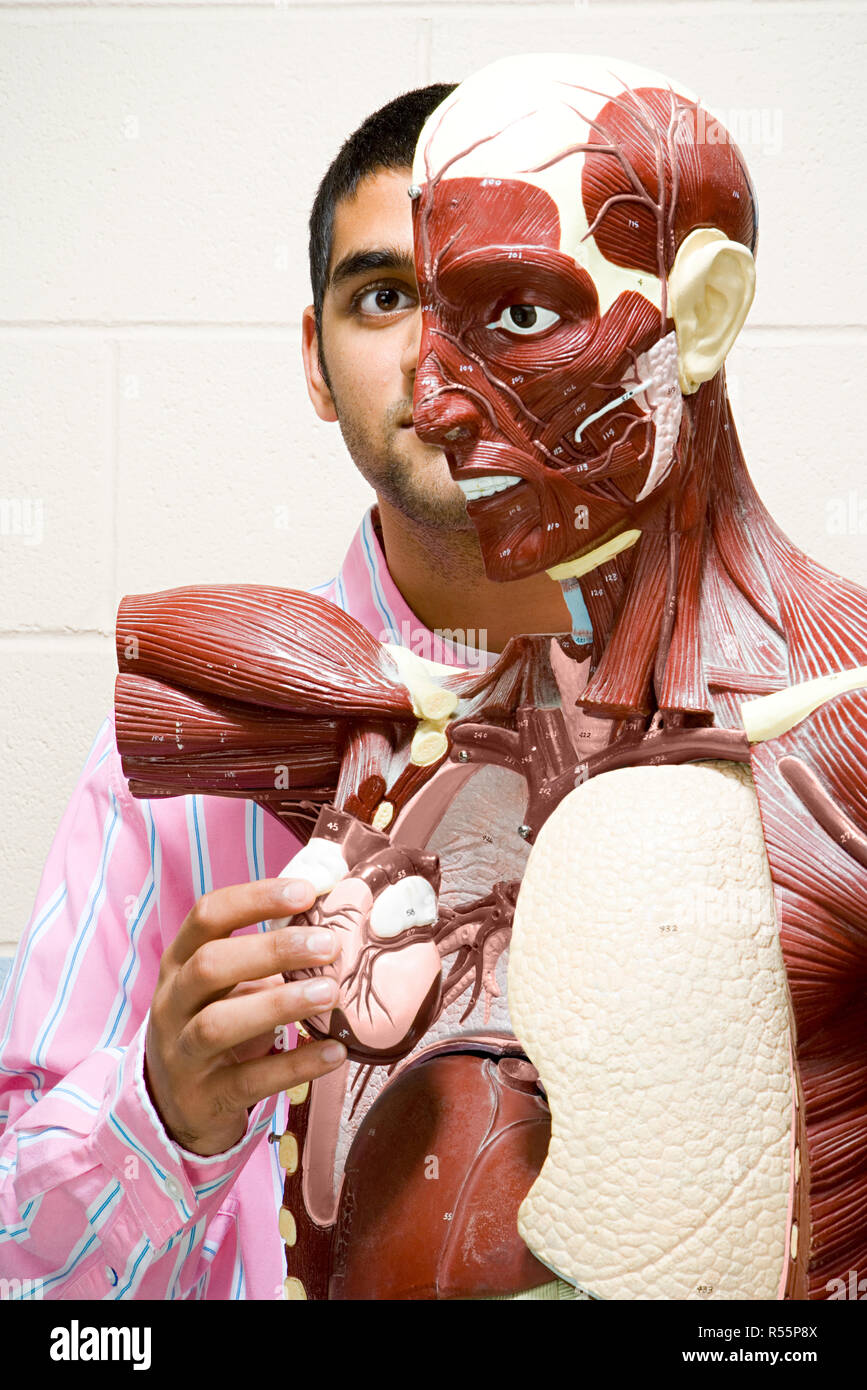 Student using anatomical model Stock Photo