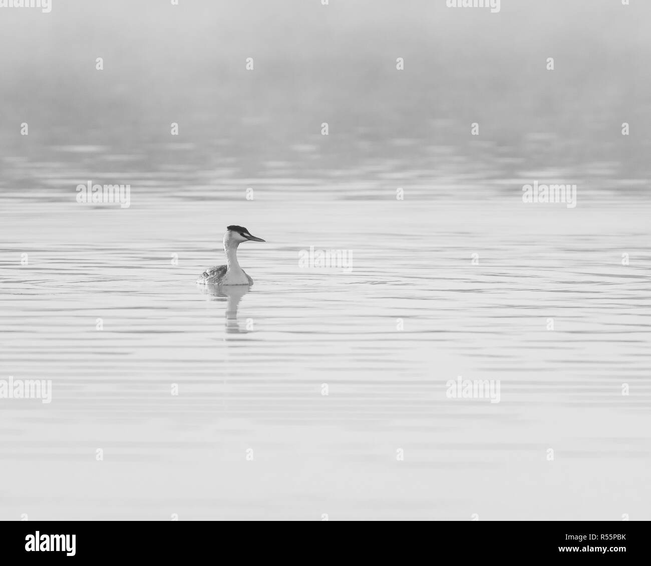 Great Crested Grebe (Podiceps cristatus) foraging on a lake during a sunny and misty Autumnal morning in the UK Stock Photo