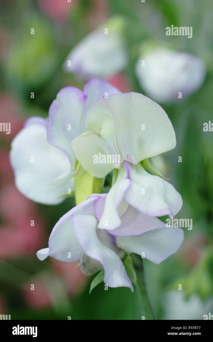 Lathyrus odoratus 'Albutt Blue', a strongly scented, modern grandiflora