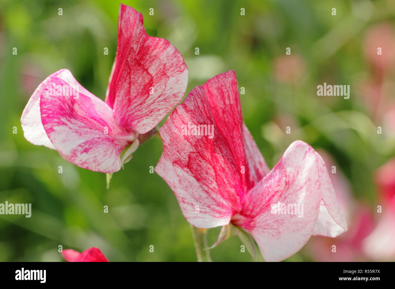 Sweet pea america hi-res stock photography and images - Alamy