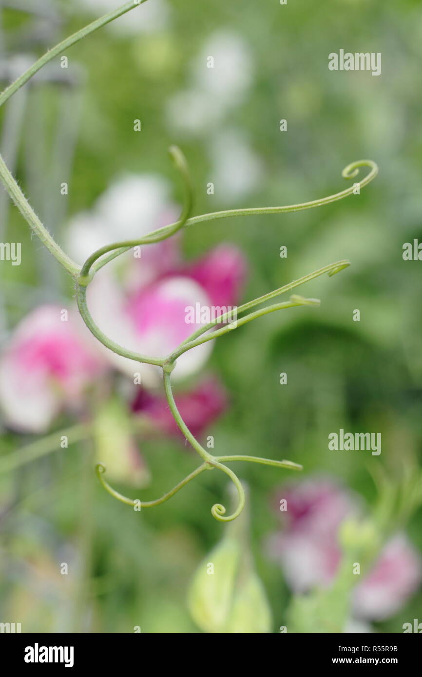 Lathyrus odoratus. Tendrils on sweet pea plant - which can be removed to promote straight stems Stock Photo
