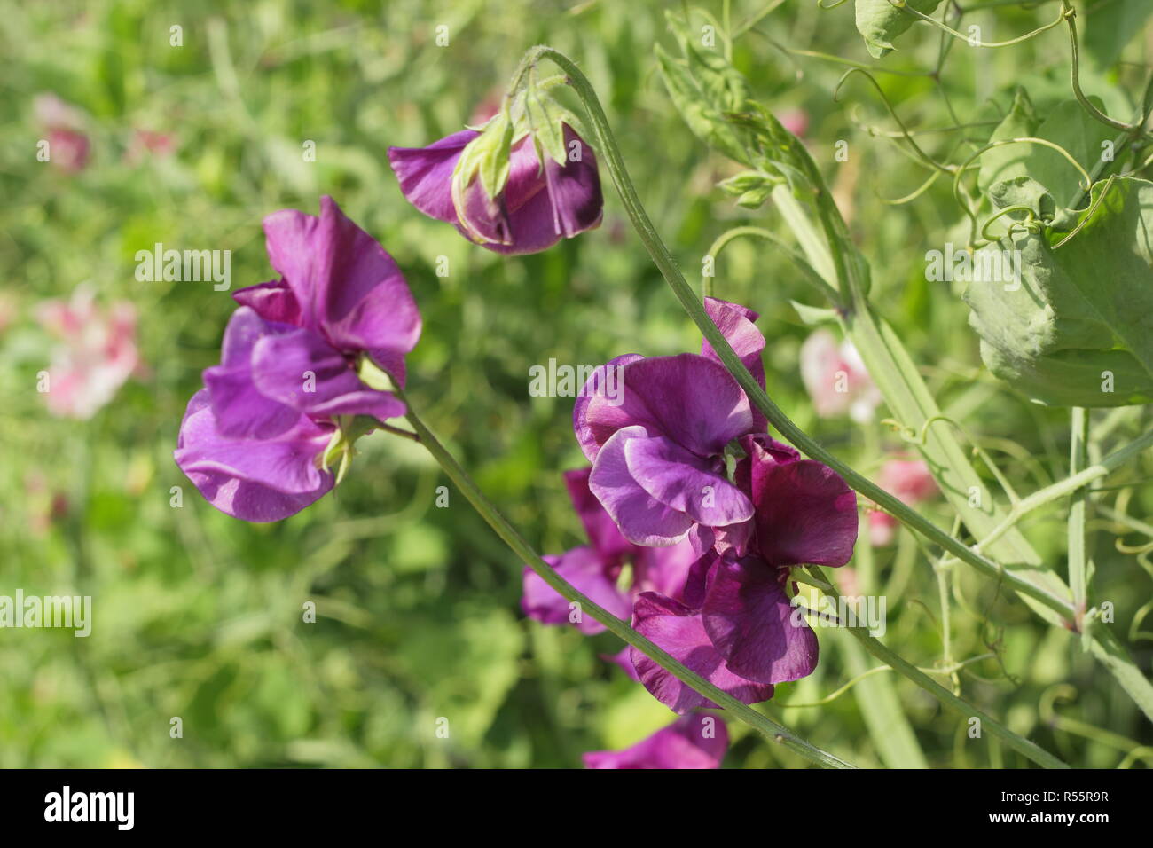 Purple mauve sweet peas sweet pea flower flowering sweet peas hires