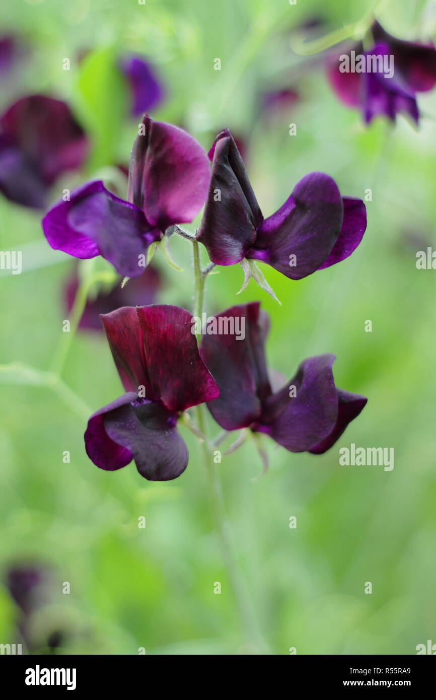 Lathyrus odoratus. Flowering Lathyrus odoratus 'Almost Black' sweet pea plant Stock Photo