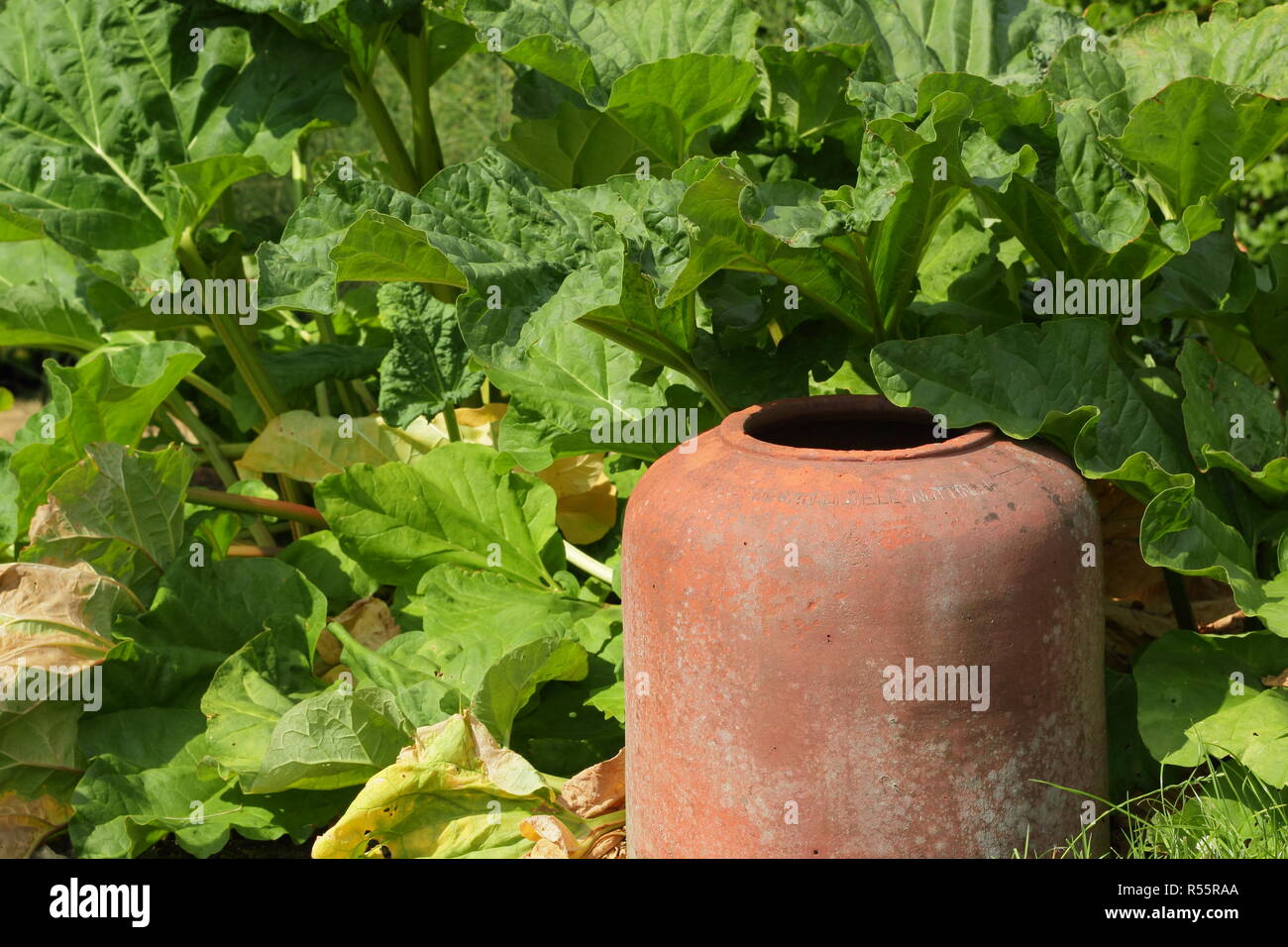 Rhubarb and forcer, summer, England, UK Stock Photo