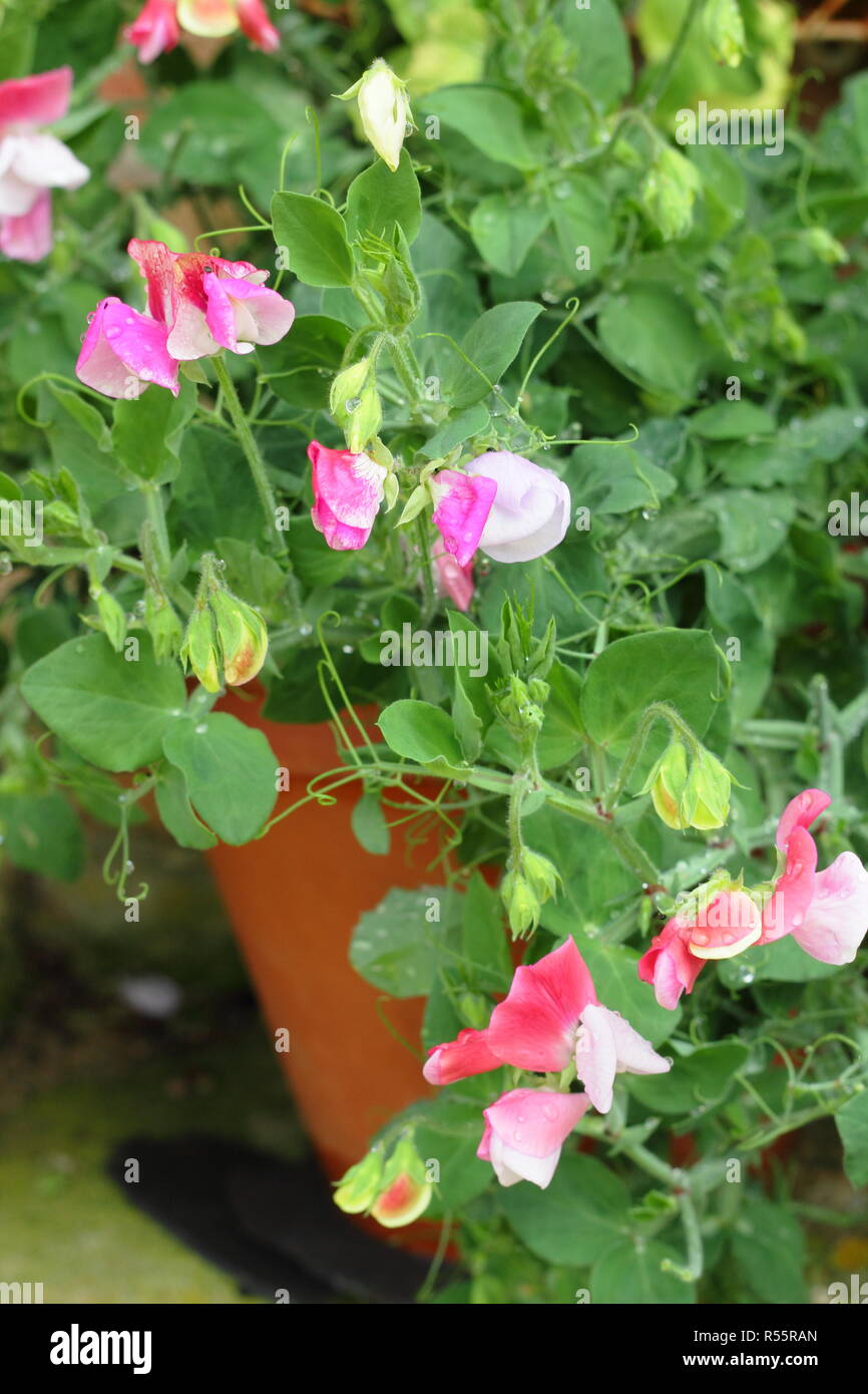 Lathyrus odoratus Cupid Pink, a compact bicoloured sweet pea, flowering in a container pot, summer, UK Stock Photo