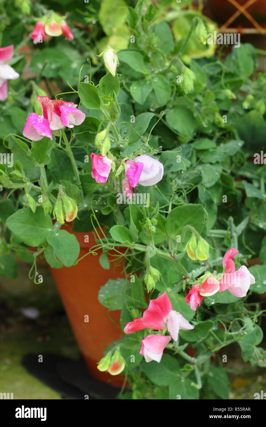 Lathyrus odoratus Cupid Pink, a compact bicoloured sweet pea, flowering in a container pot, summer, UK Stock Photo