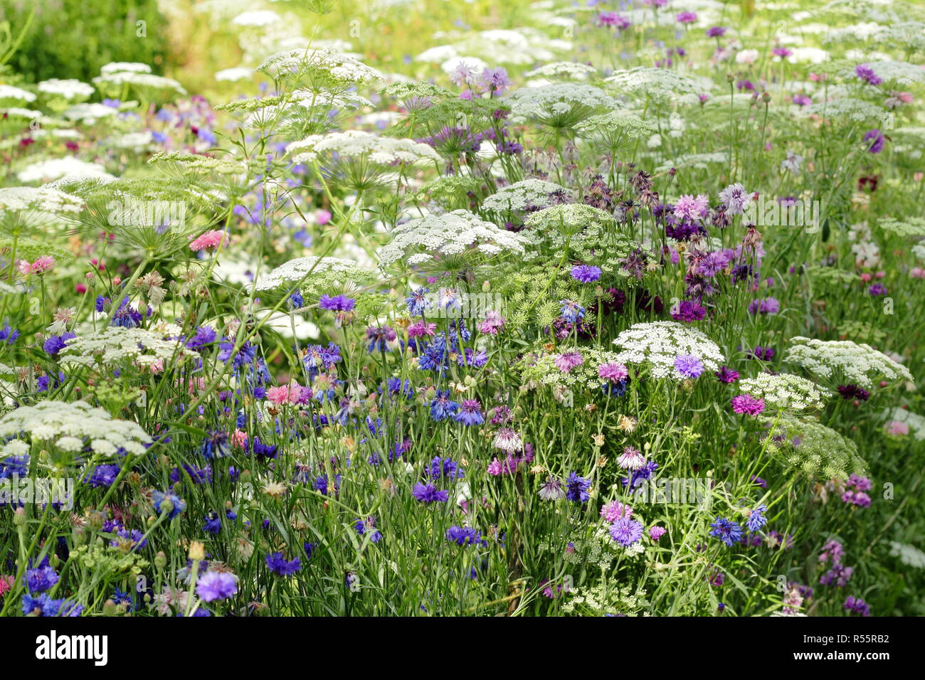 Summer display of flowers for cutting in 'The Pickery' at Easton Walled Garden, Easton, Lincolnshire, England, UK. Ammi majus, cornflowers and more. Stock Photo
