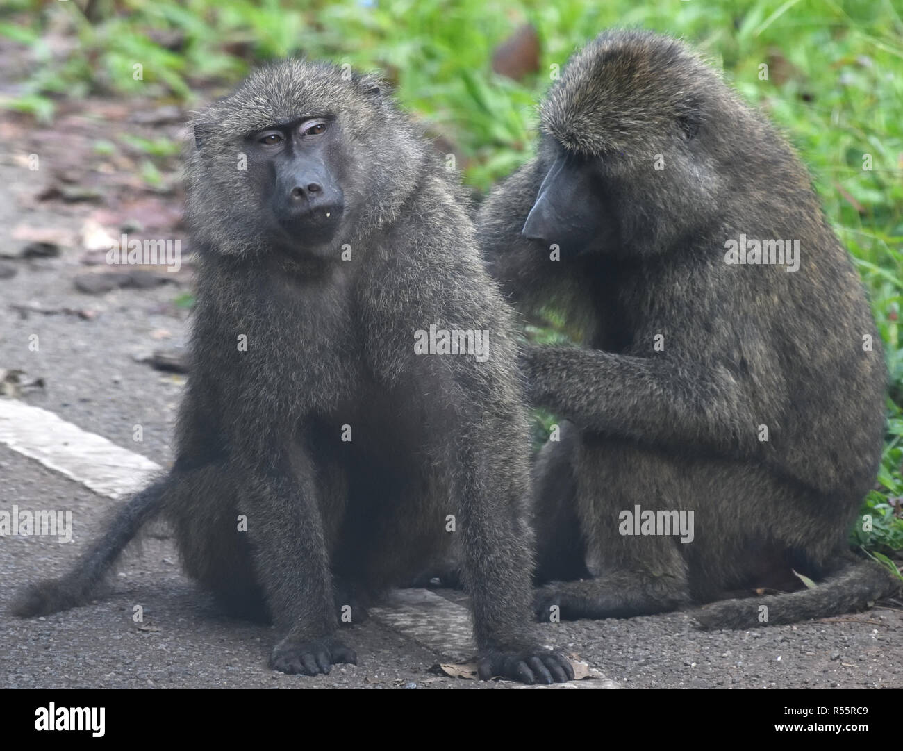Olive Baboons (Papio anubis) grooming by the side of a road. Kibale Forest National Park, Uganda. Stock Photo