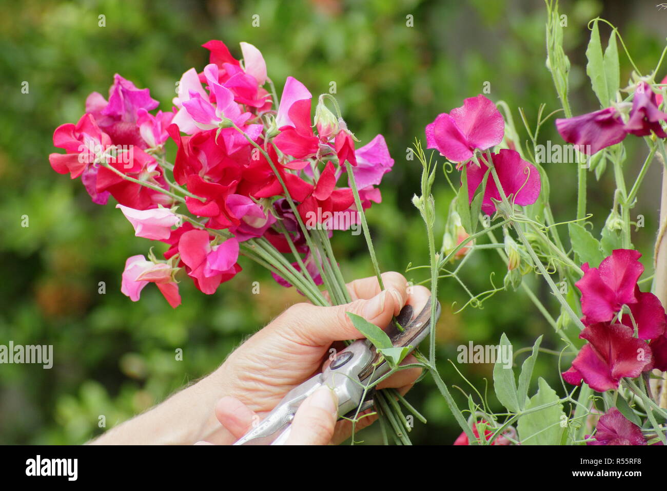 Lathyrus odoratus. Cutting a bunch of sweet pea flowers in a summer garden, UK Stock Photo