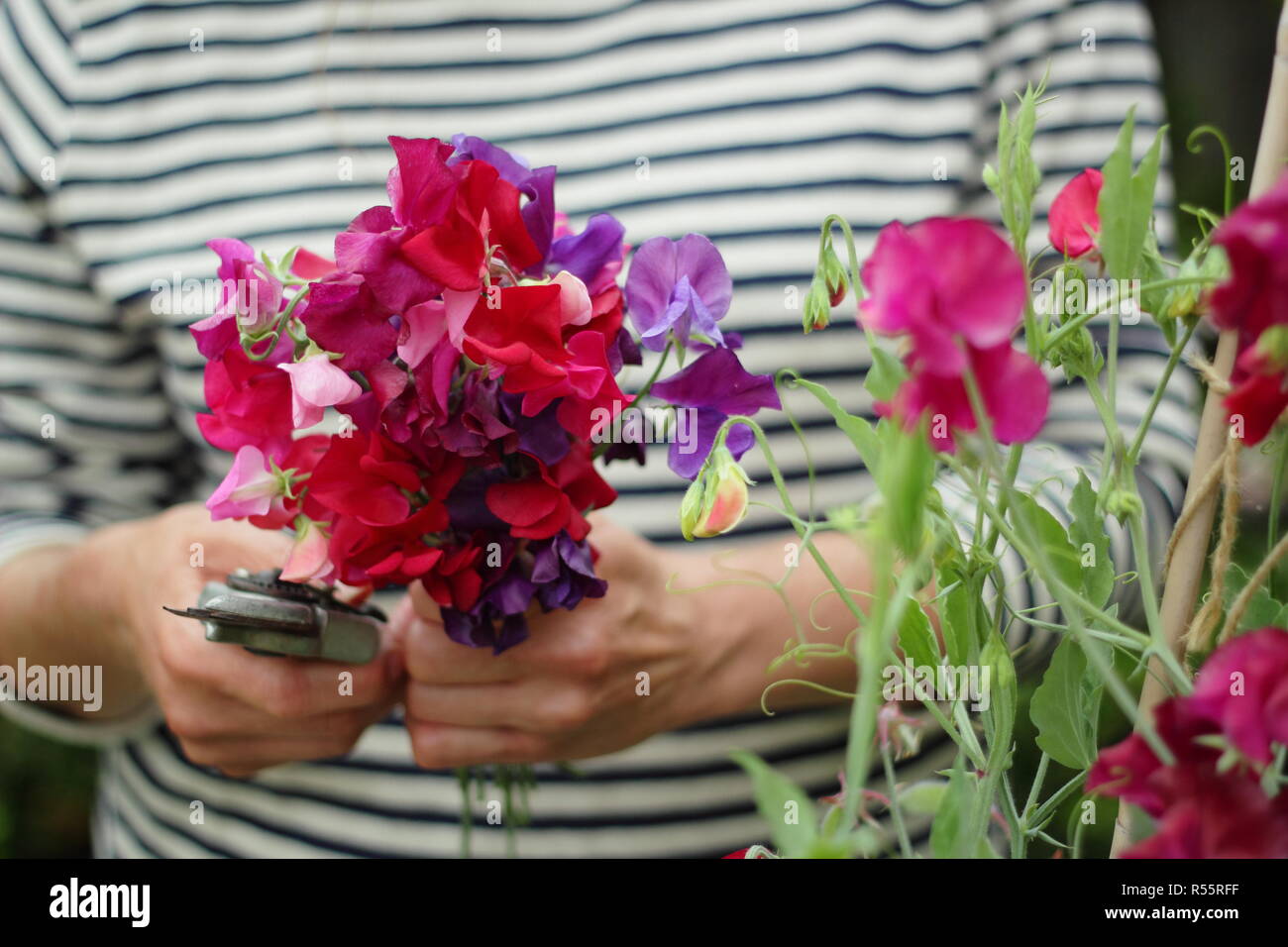 Lathyrus odoratus. Picking a bunch of sweet pea flowers in a summer garden, UK Stock Photo