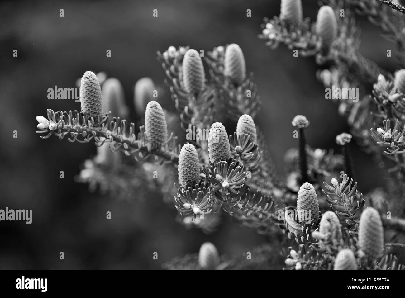 Conifer forest plantation Black and White Stock Photos & Images - Alamy