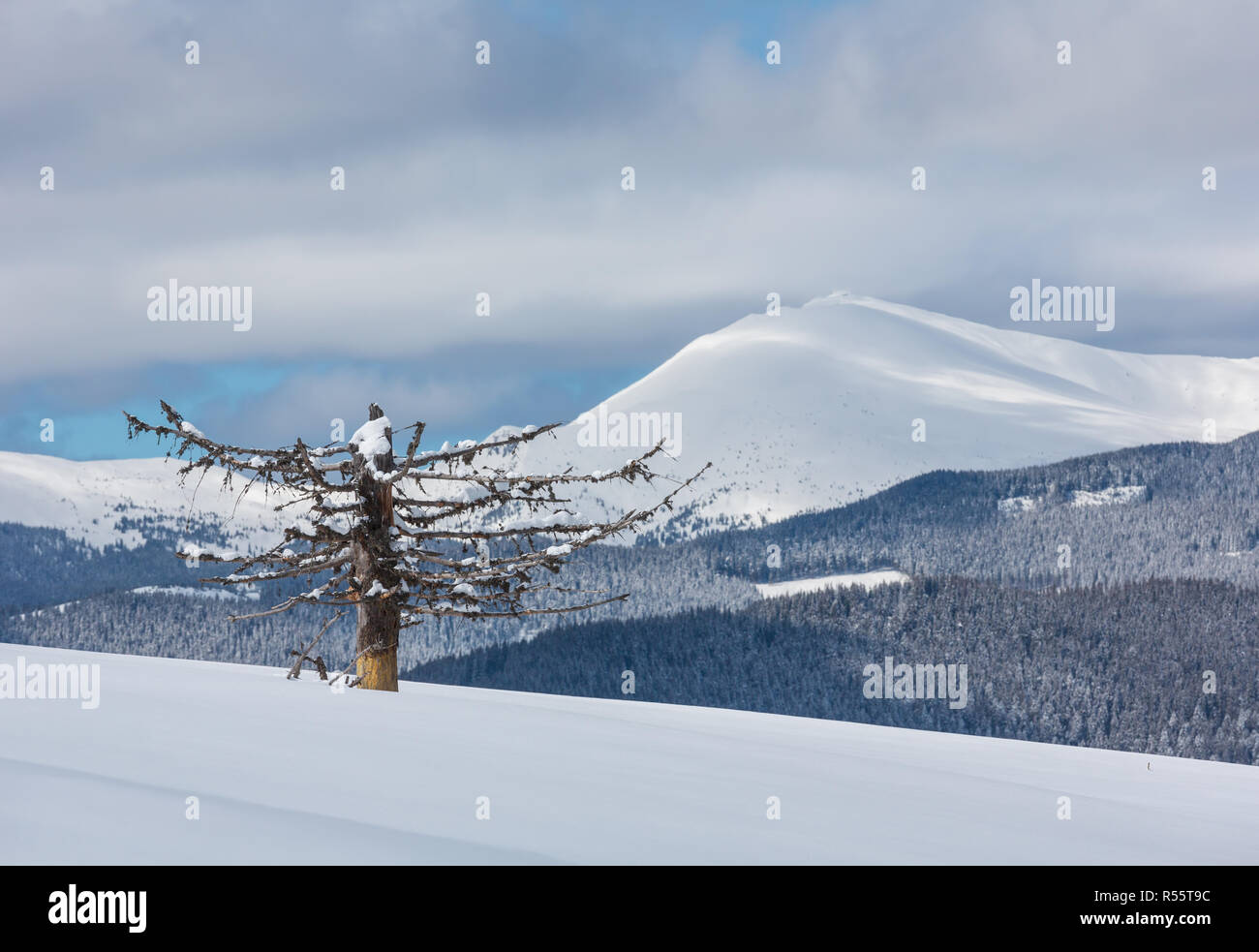 Picturesque winter mountain view from Skupova mountain slope with withered windbreak tree. Ukraine, view to Chornohora ridge and Pip Ivan mountain top Stock Photo
