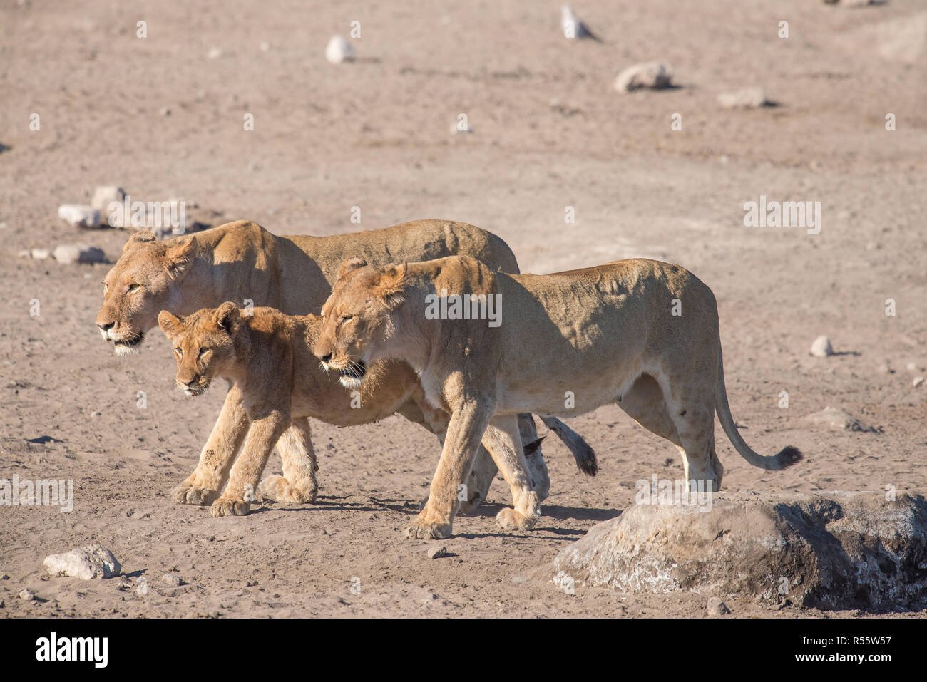Female lions walking together Stock Photo