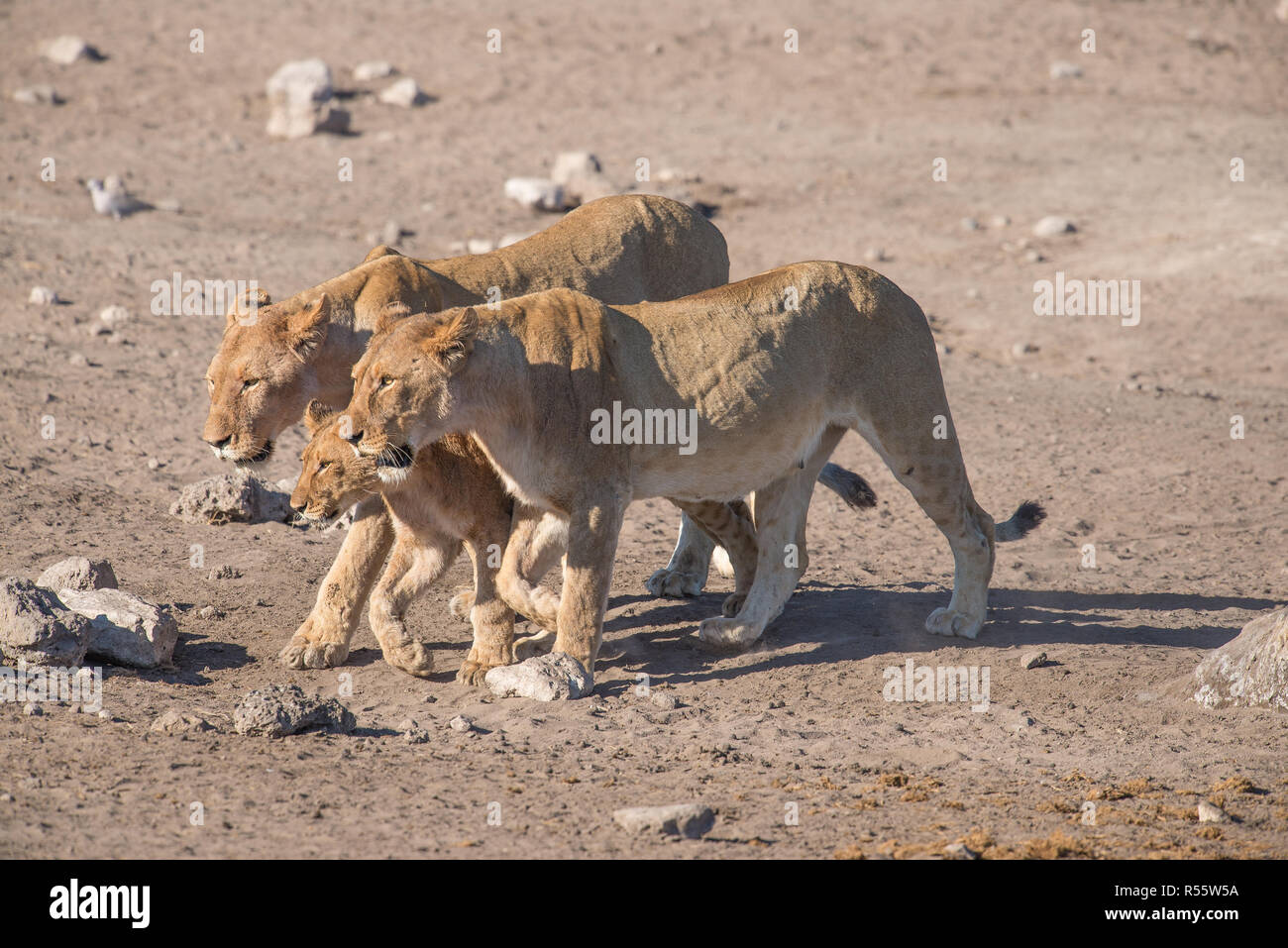 Female lions walking together Stock Photo - Alamy