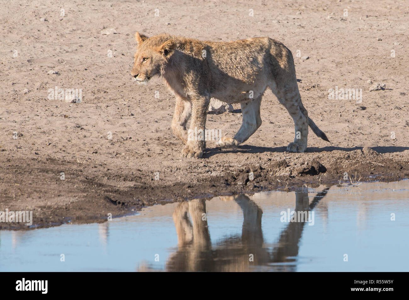 One you ng lion walking beside a waterhole Stock Photo