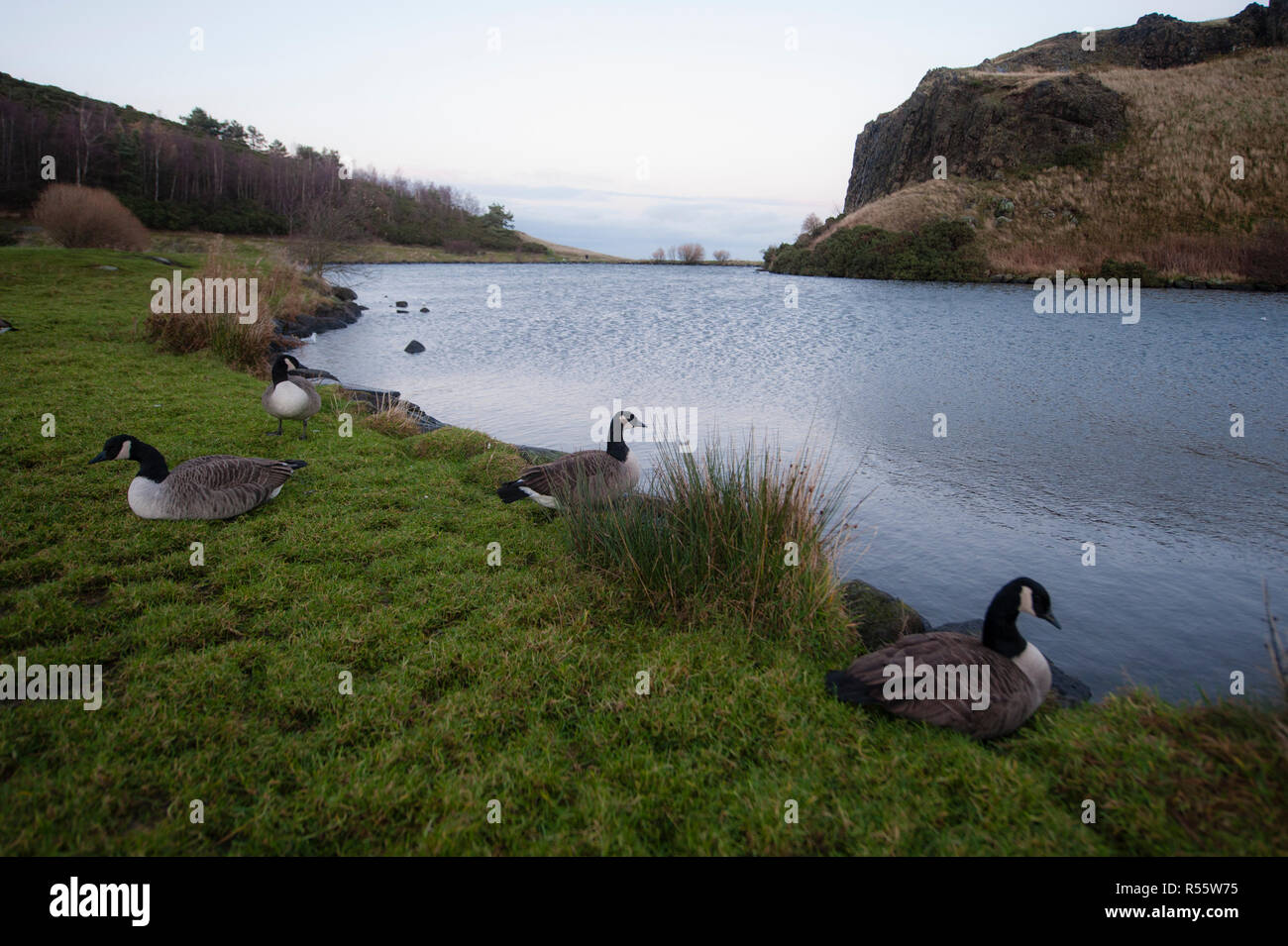 Different scenes of Dunsapie Loch. Swans and ducks as seen in Dunsapie loch. Stock Photo