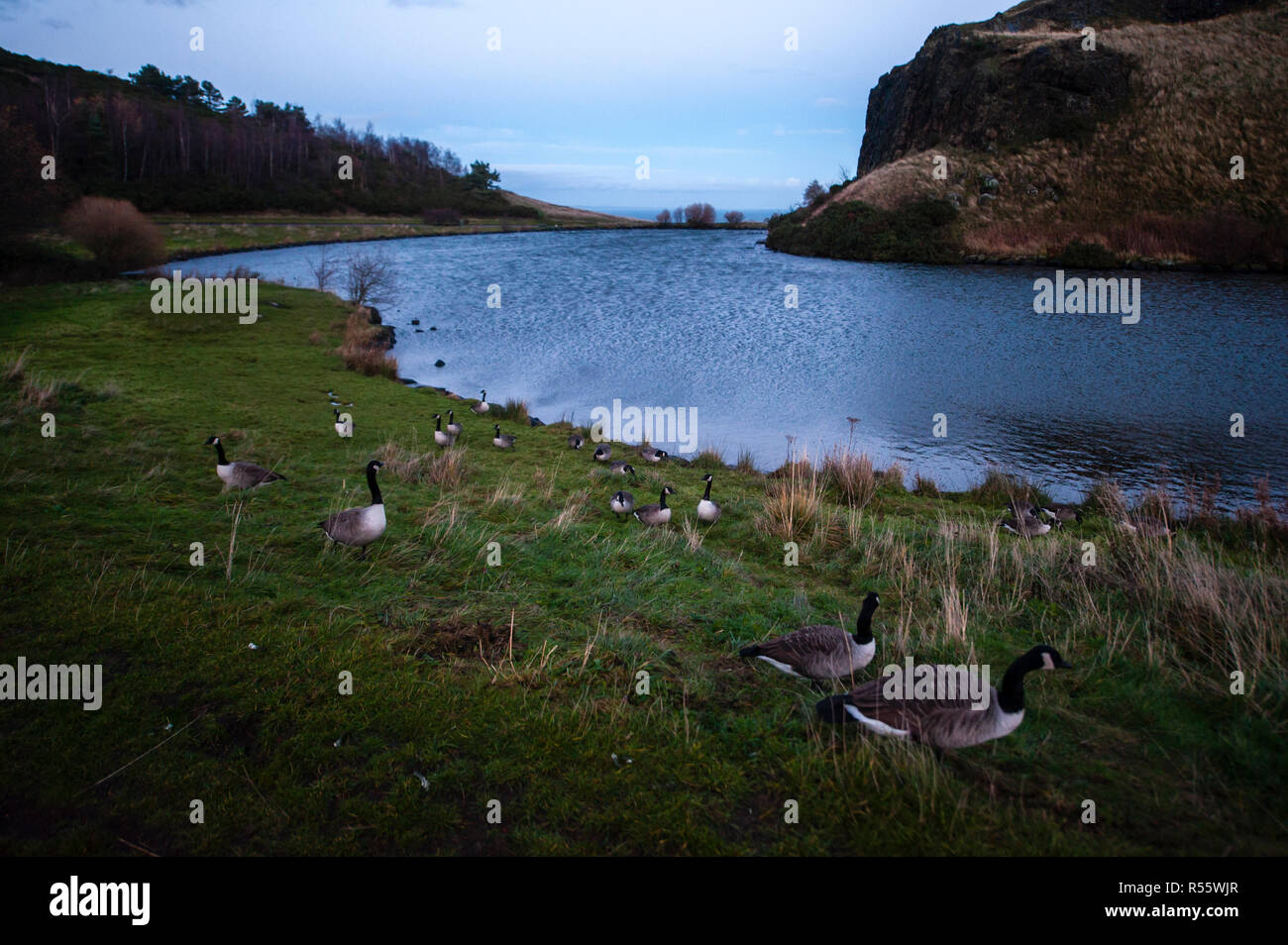 Different scenes of Dunsapie Loch. Swans and ducks as seen in Dunsapie loch. Stock Photo