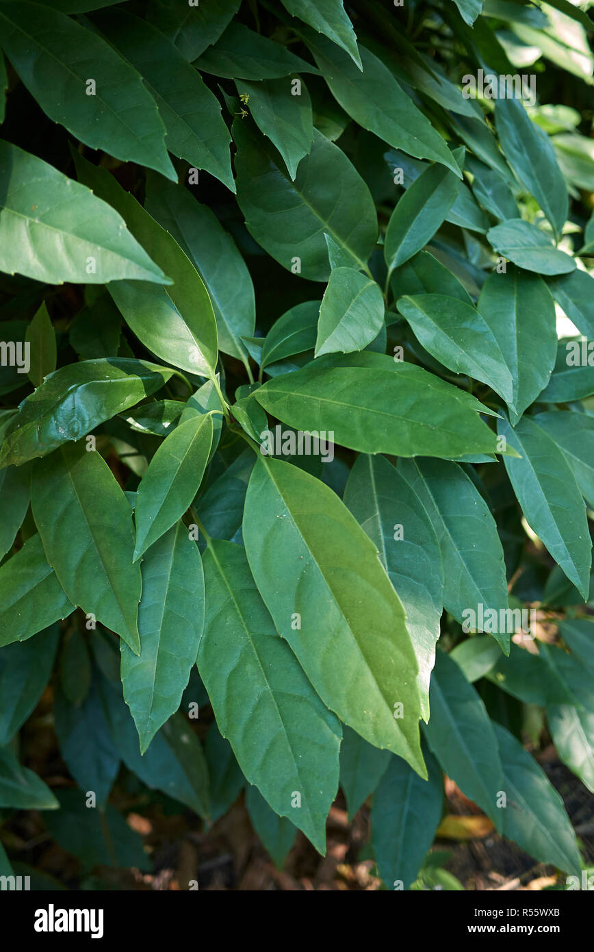 Aucuba japonica variegata hi-res stock photography and images - Alamy