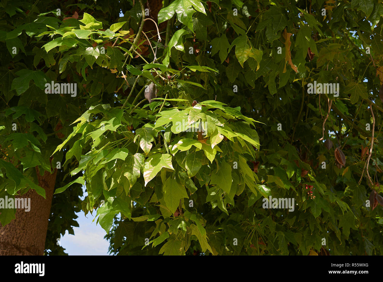 branch of Brachychiton acerifolius tree with fruit and flowers Stock Photo