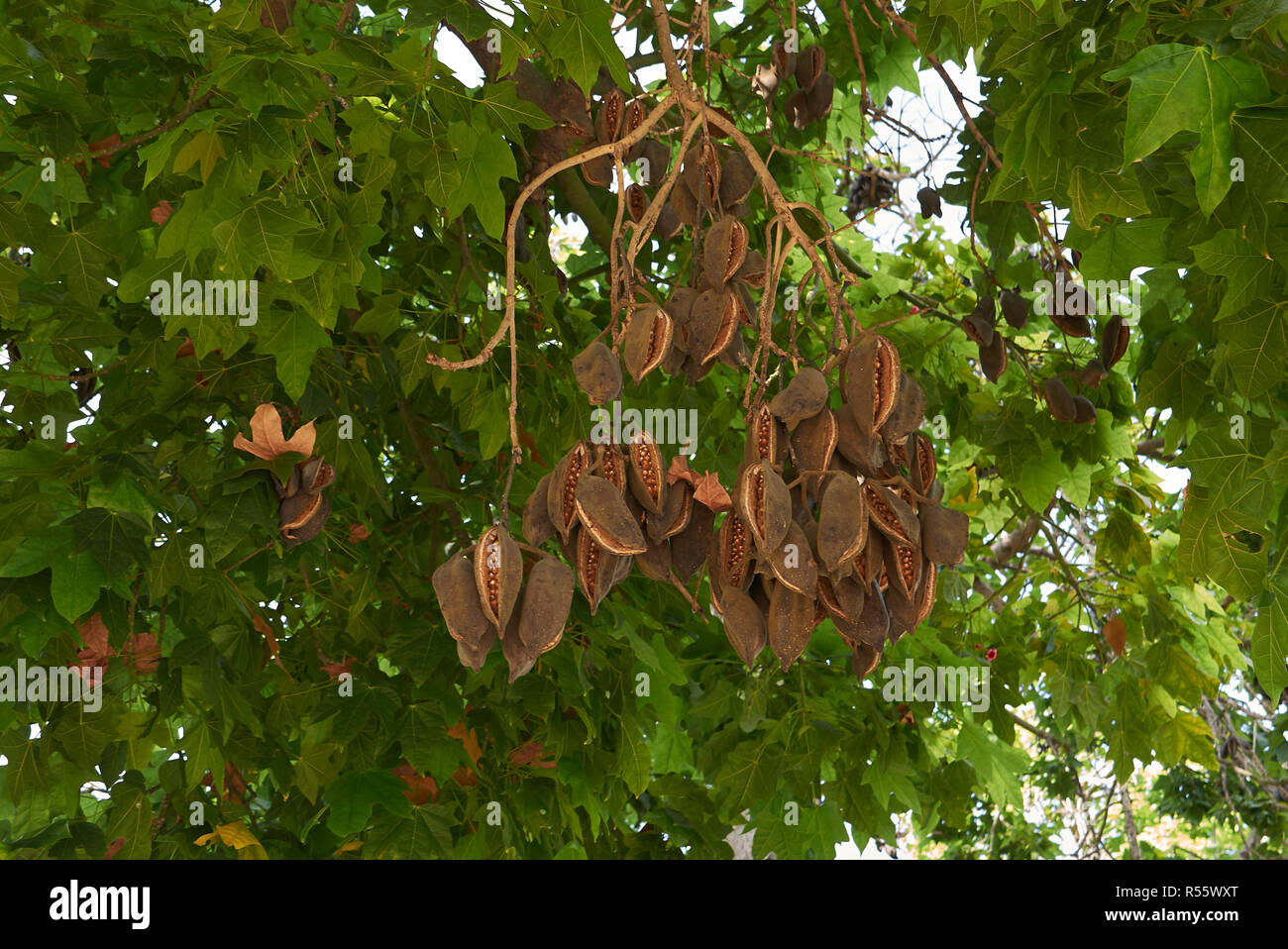 branch of Brachychiton acerifolius tree with fruit and flowers Stock Photo