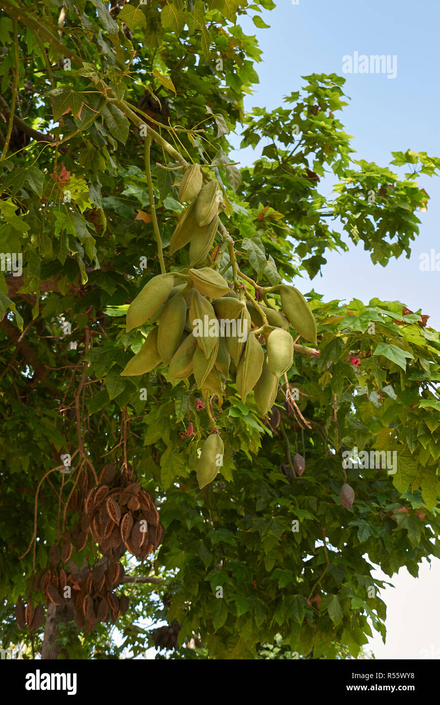 branch of Brachychiton acerifolius tree with fruit and flowers Stock Photo