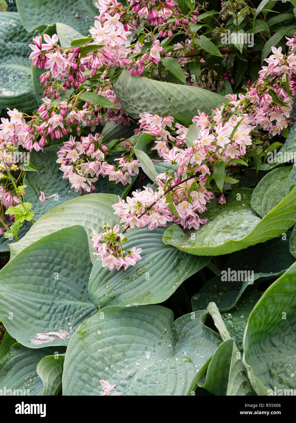 Large blue grey leaves of Hosta 'Abiqua Drinking Gourd' contrast with the pink and white flowers of Deutzia 'Iris Alford' in early summer display Stock Photo