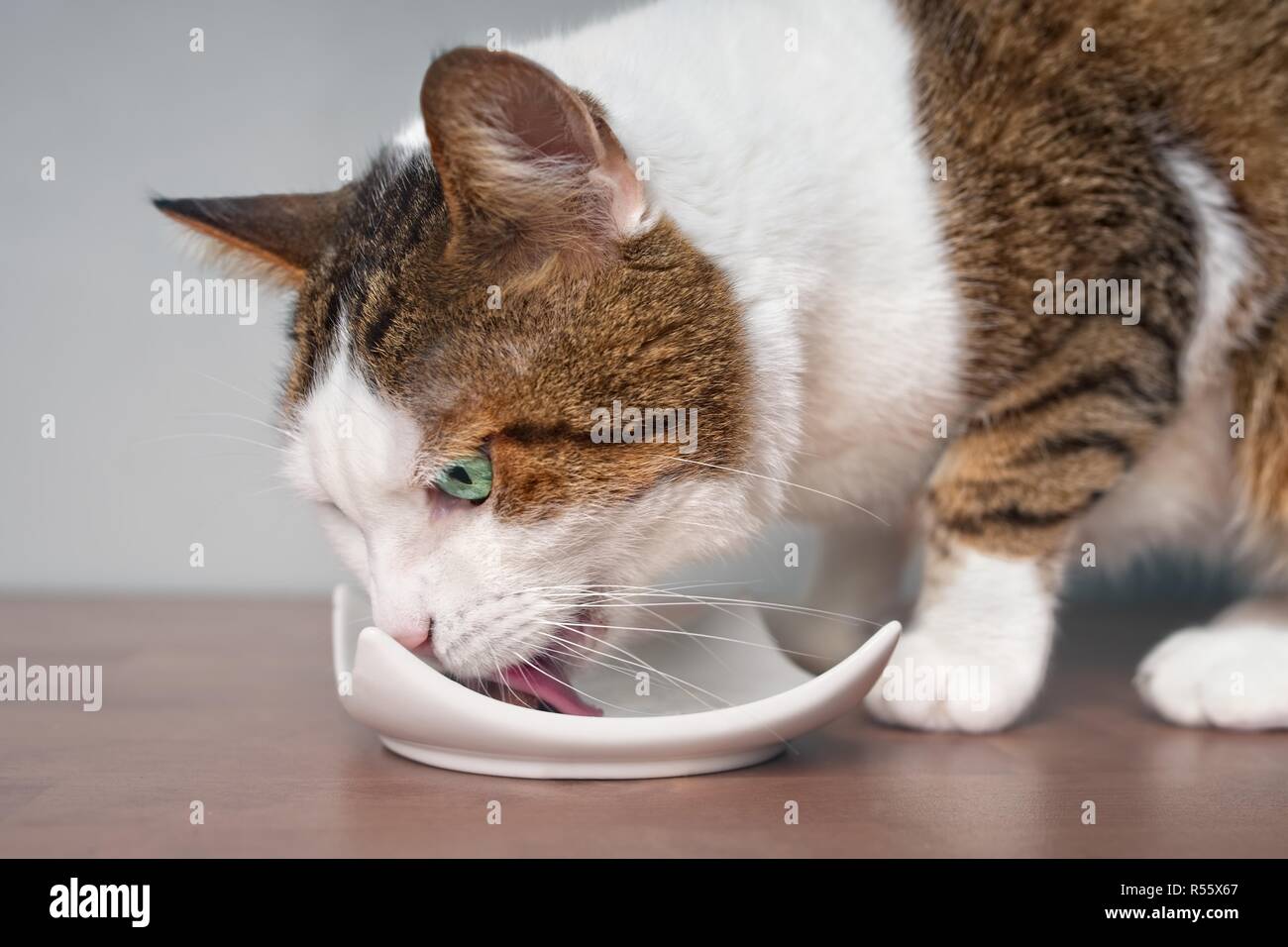 Close-up of a tabby cat eating food from a plate. Stock Photo