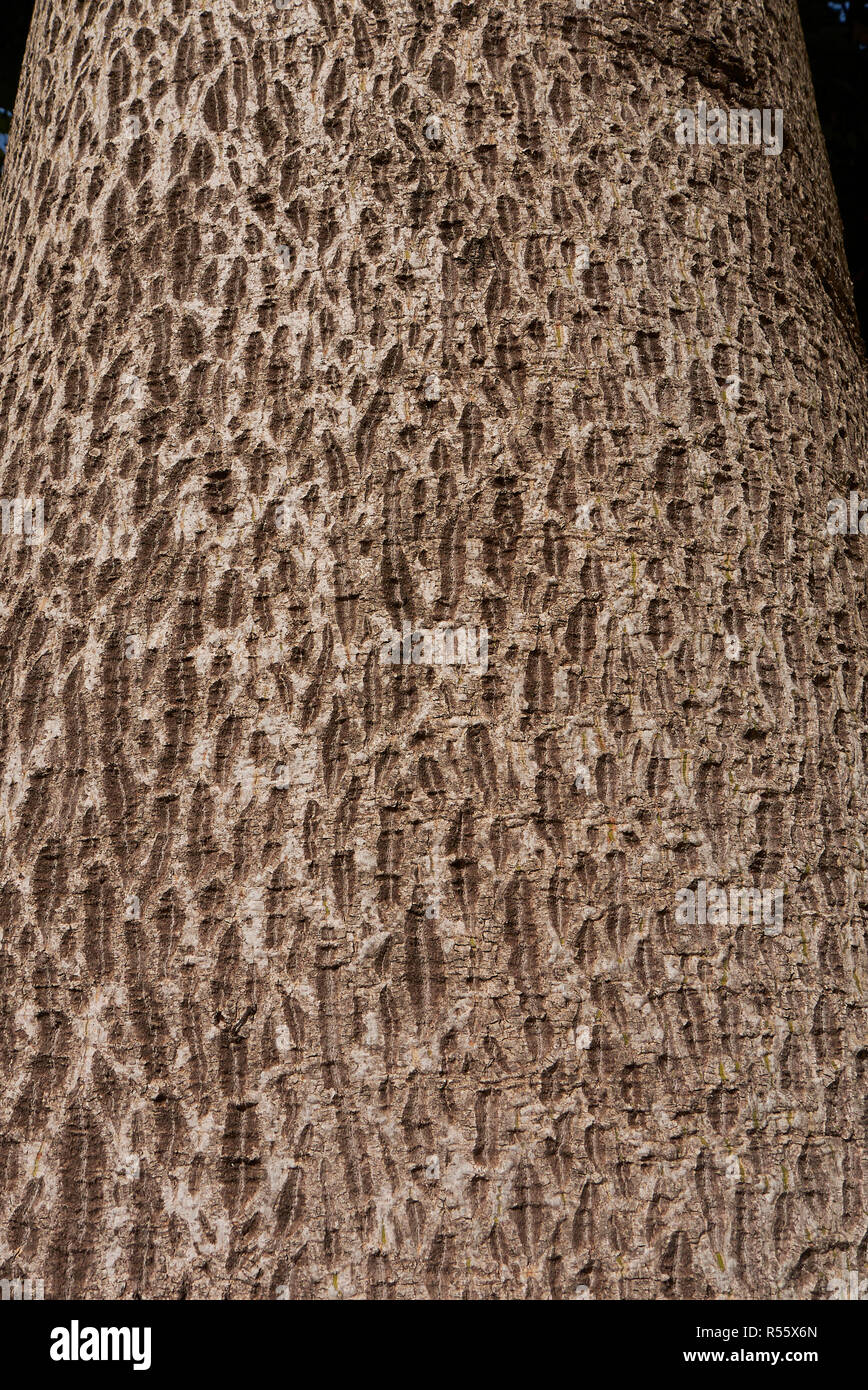 close up bark of Brachychiton acerifolius tree Stock Photo