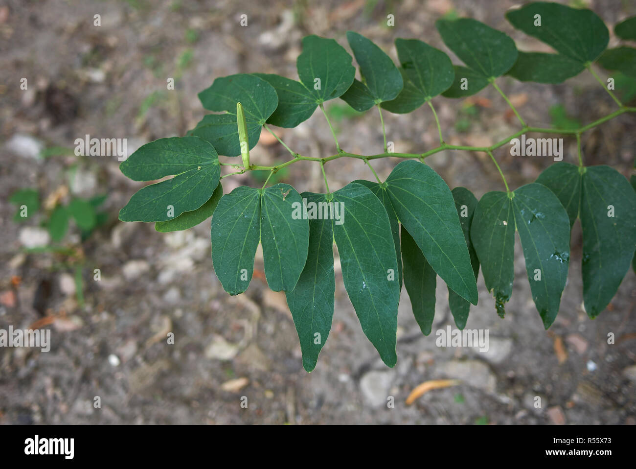 Bauhinia tree fresh leaves Stock Photo