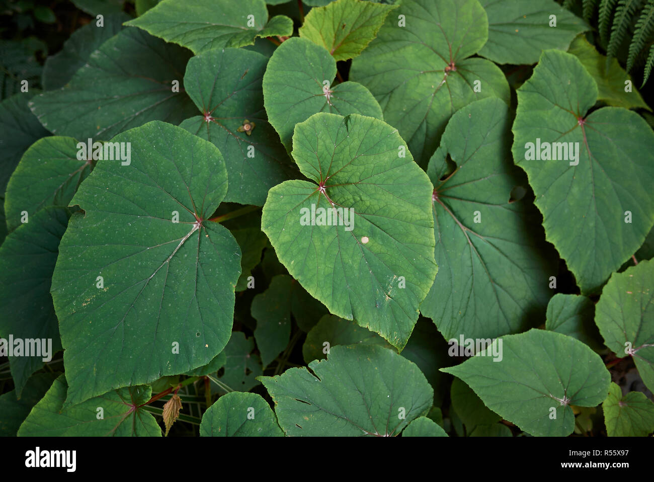 Begonia grandis foliage Stock Photo