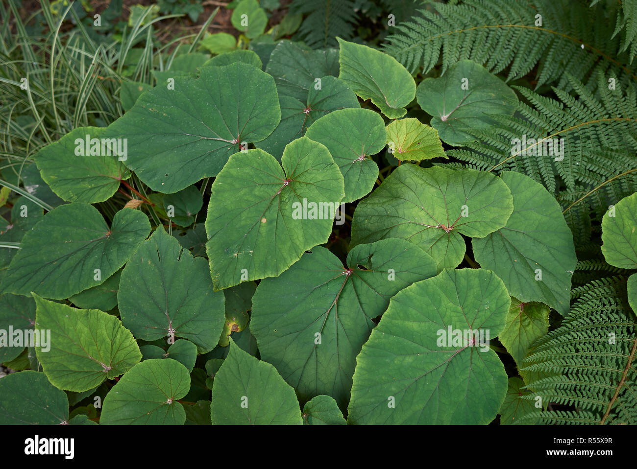 Begonia grandis foliage Stock Photo