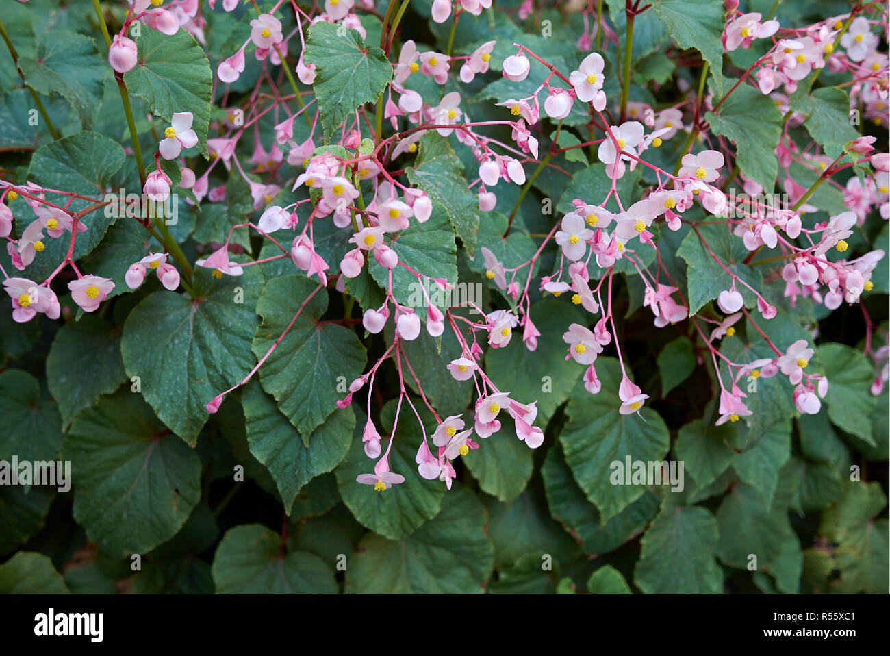 Begonia grandis in bloom Stock Photo